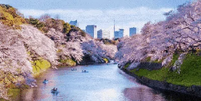 Deretan Spot Menarik Menikmati Keindahan Bunga Sakura di Jepang