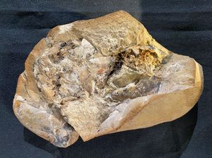 Ilmuwan Temukan Jantung Tertua di Dunia