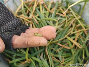 Hama Ulat Hijau Serang Tanaman Bawang Merah di Sentolo Kulon Progo Hama Ulat Hijau Serang Tanaman Bawang Merah di Sentolo Kulon Progo