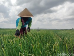 20 Usaha Jangka Panjang di Desa yang Menguntungkan