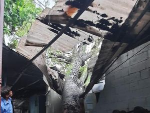 Pohon Tumbang di Ciputat Tangsel Imbas Hujan Deras dan Angin Kencang