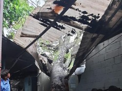 Pohon Tumbang di Ciputat Tangsel Imbas Hujan Deras dan Angin Kencang
