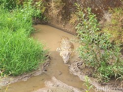 Duh! Buaya Muara Nyasar ke Kolam Ikan Milik Warga Subang