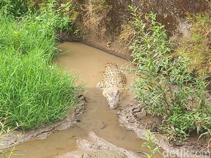 Duh! Buaya Muara Nyasar ke Kolam Ikan Milik Warga Subang Duh! Buaya Muara Nyasar ke Kolam Ikan Milik Warga Subang