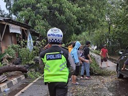 Pohon Tumbang Tutup Jalan TB Simatupang Arah Depok, Lalin Macet
