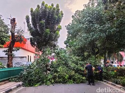 Pakar ITS: Pohon Tumbang Bukan Bencana Alam