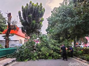 Pakar ITS: Pohon Tumbang Bukan Bencana Alam Pakar ITS: Pohon Tumbang Bukan Bencana Alam