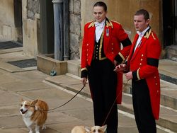Foto: Anjing Ratu Elizabeth II Setia Antar Hingga Peristirahatan Terakhir
