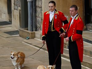 Foto: Anjing Ratu Elizabeth II Setia Antar Hingga Peristirahatan Terakhir Foto: Anjing Ratu Elizabeth II Setia Antar Hingga Peristirahatan Terakhir