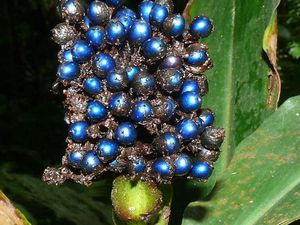 Cantik Seperti Perhiasan, Ini Buah Berry Unik Asal Afrika Tengah