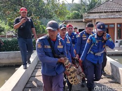 Alat Dadakan Dipakai untuk Tangkap Buaya dari Kolam Warga Subang