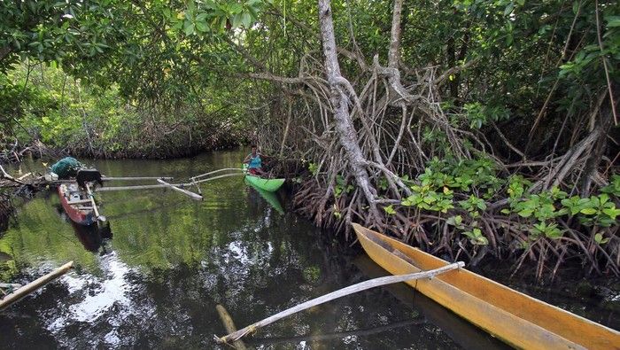 Hutan Bakau Perempuan/Foto:news.detik.com/Gusti Tanati