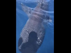 Penampakan Hiu Mulut Raksasa yang Misterius