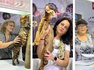 Gemoy! Ratusan Kucing Lucu Ikut Kontes Internasional di Jakarta Gemoy! Ratusan Kucing Lucu Ikut Kontes Internasional di Jakarta