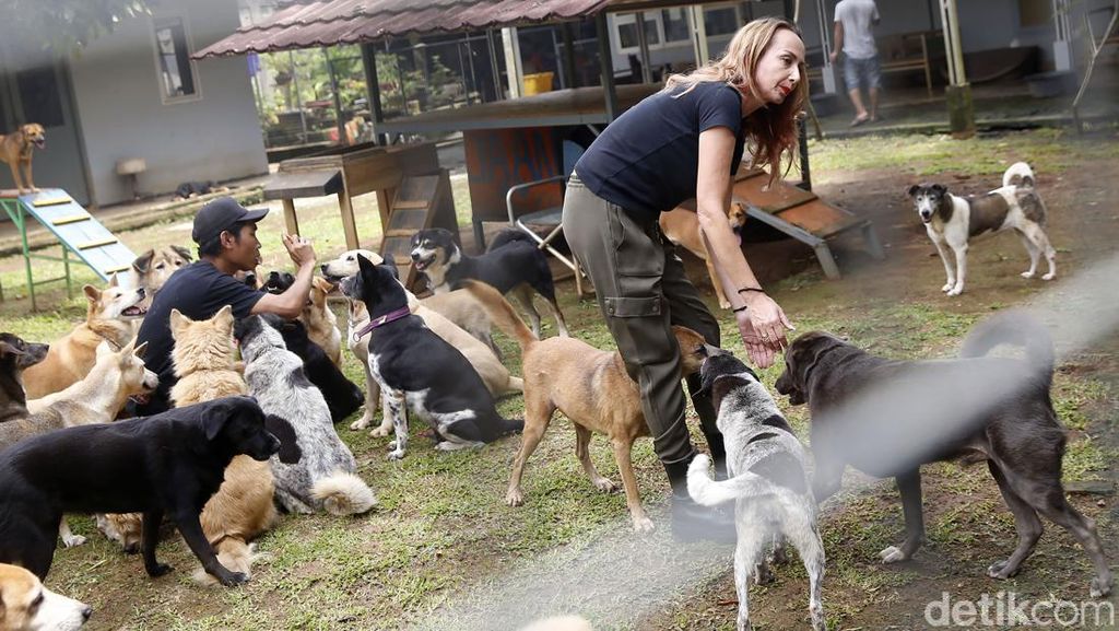 Lolos dari Rumah Jagal, Puluhan Ekor Anjing Ini Terbang ke Kanada