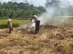 Lagi! Pembakaran Jerami di Dekat Tol, Kali Ini di Km 437-438 Bawen-Ungaran