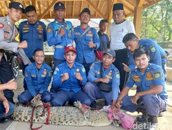 Buaya Nyasar ke Kolam Warga Subang Diurus BKSDA