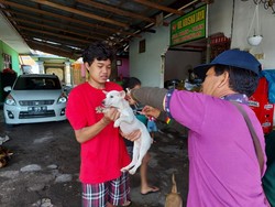 Vaksinasi Anjing Rabies di Buleleng Mencapai 50 Persen