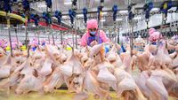Potret Tempat Penjagalan Ayam di China, Mirip di RI?