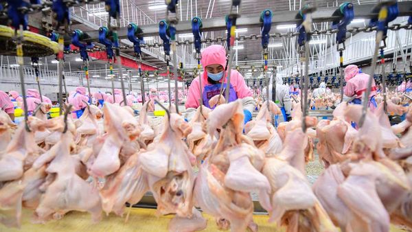Potret Tempat Penjagalan Ayam di China, Mirip di RI?