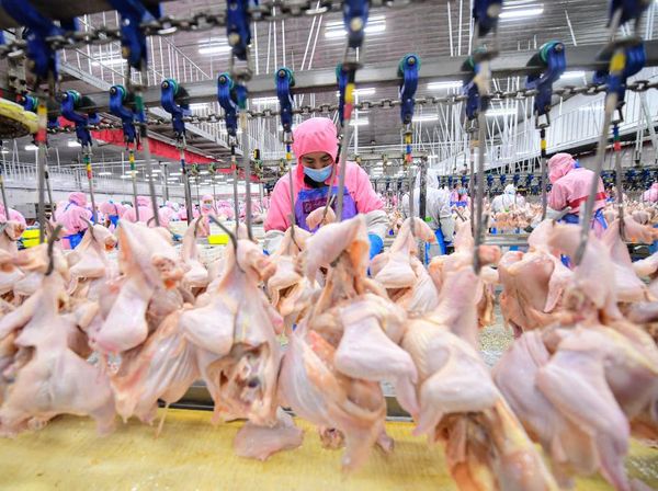 Potret Tempat Penjagalan Ayam di China, Mirip di RI?