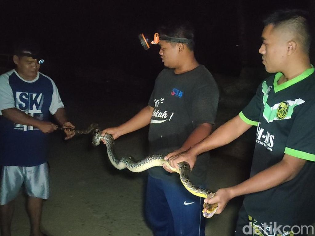 Warga Tangkap Ular Sanca 2 Meter di Kokap, Diduga Sering Mangsa Ternak Warga Tangkap Ular Sanca 2 Meter di Kokap, Diduga Sering Mangsa Ternak