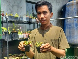 Tanaman Karnivora Banyak Digemari, Cuannya Sampai Belasan Juta!