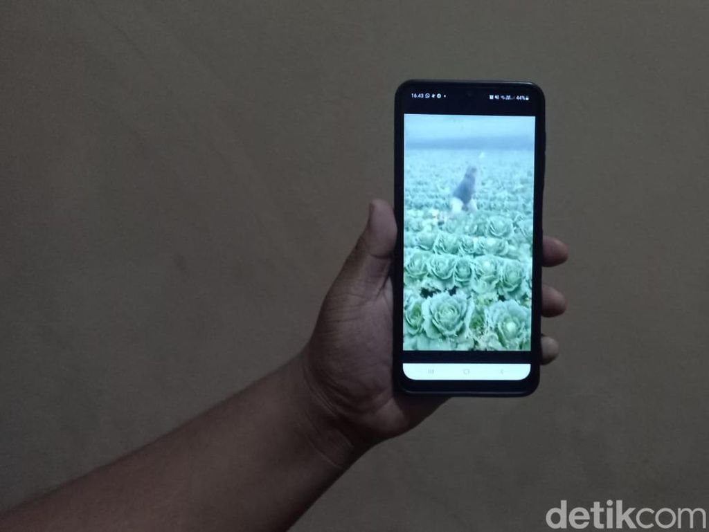 Harga Sayuran Merosot, Petani di Bandung Ngamuk! Harga Sayuran Merosot, Petani di Bandung Ngamuk!
