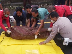 Lansia di Mengwi Badung Meninggal di RS usai Ditabrak Mobil Boks