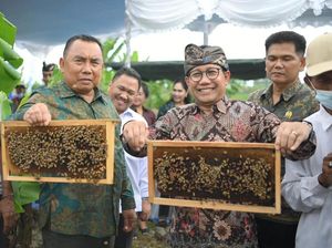 Mendes Panen Jagung-Madu Bareng Warga Desa di Jembrana
