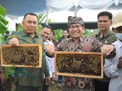 Mendes Panen Jagung-Madu Bareng Warga Desa di Jembrana