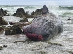 Duh! Belasan Paus Ditemukan Mati di Pantai Australia