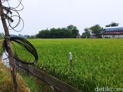 Jebakan Tikus Listrik di Sawah Tewaskan Tetangga Petani Ngawi Jadi Tersangka