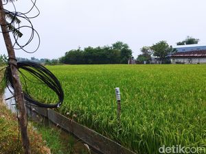 Petani Gresik Tewas Tersengat Jebakan Tikus Listrik yang Dipasangnya Sendiri Petani Gresik Tewas Tersengat Jebakan Tikus Listrik yang Dipasangnya Sendiri