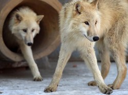 China Bikin Serigala KW!