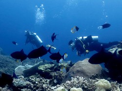 Potensi Sektor Maritim Melimpah, RI Bisa Manfaatkan untuk Swasembada Pangan