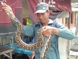 Warga Lamongan Tangkap Sanca 3 Meter Saat Panen Padi
