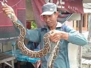 Warga Lamongan Tangkap Sanca 3 Meter Saat Panen Padi Warga Lamongan Tangkap Sanca 3 Meter Saat Panen Padi