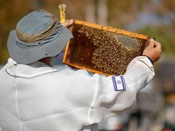 Mengenal Lebah Madu yang Teror Warga Klaten: Klasifikasi-Jenis