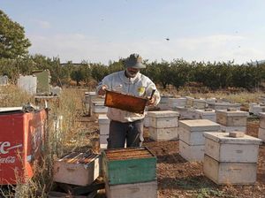 Begini Proses Memanen Madu di Peternakan Lebah Israel