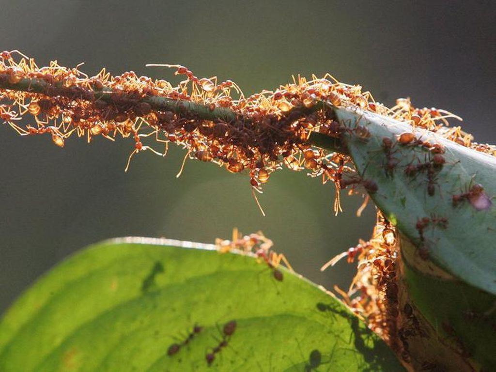 Berapa Jumlah Semut di Muka Bumi? Sekitar 20.000 Triliun!