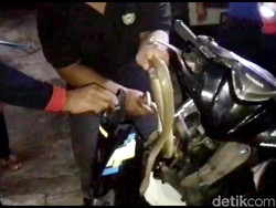Ngeri, Ular 1,7 Meter di Trenggalek Masuk di Lampu Motor