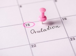 Ovulasi Adalah: Ciri-ciri, Proses, dan Cara Menghitung Waktunya