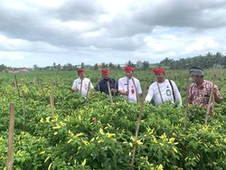 TPID Tabanan Intervensi Kenaikan Harga Cabai, 16 Ribu Bibit Disiapkan
