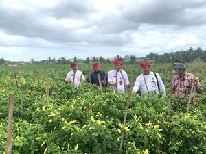 TPID Tabanan Intervensi Kenaikan Harga Cabai, 16 Ribu Bibit Disiapkan TPID Tabanan Intervensi Kenaikan Harga Cabai, 16 Ribu Bibit Disiapkan
