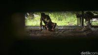 Mengenal Bidai Tikar Rotan Penghasil Cuan Warga Jagoi Babang