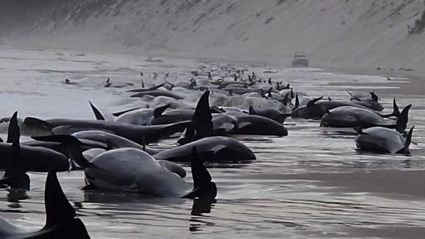 Misterius! Penampakan Ratusan Paus Pilot Mati Terdampar di Australia
