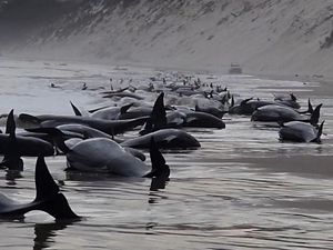 Misterius! Penampakan Ratusan Paus Pilot Mati Terdampar di Australia
