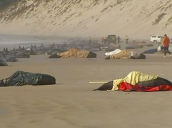 4 Fenomena Hewan Mati Massal yang Menggegerkan di 2022