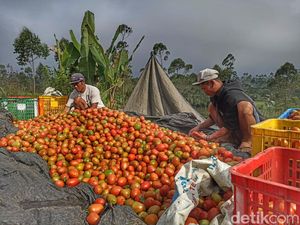Jeritan Petani Tomat Bandung Usai Harga BBM Naik